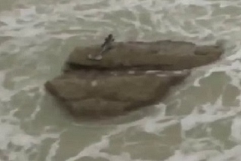 Bukti Terbaru Video Ikan Duyong Ditemui Di Israel My8vertising