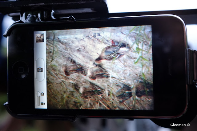 Digiscoping with iPhone (Pentax 75SDHF)