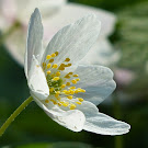 http://wild-flowers-of-europe.blogspot.nl/2014/11/anemone-nemorosa.html