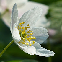 http://wild-flowers-of-europe.blogspot.nl/2014/11/anemone-nemorosa.html