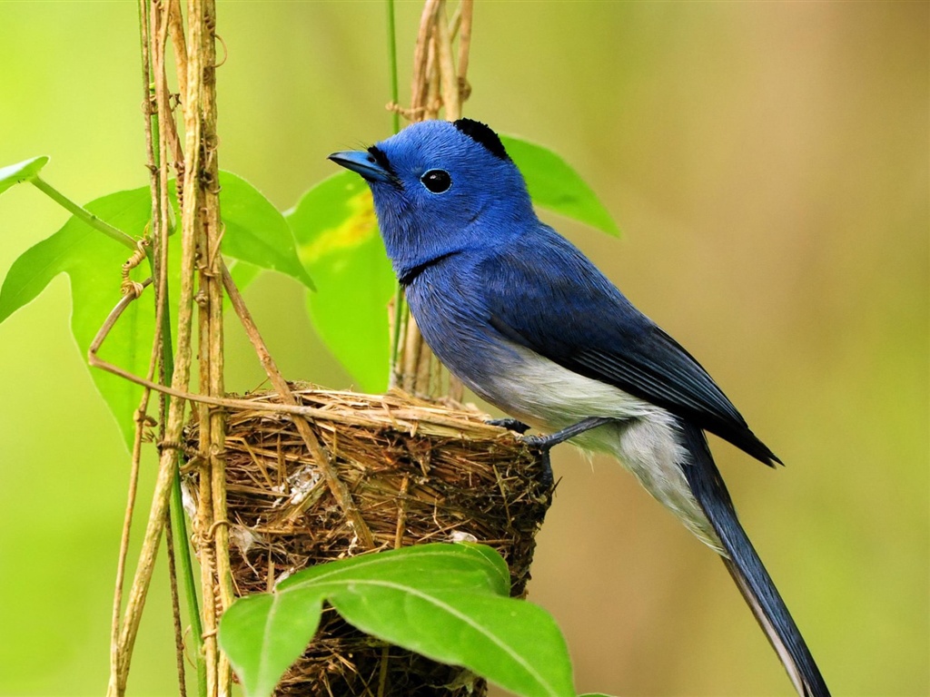nest birds wallpapers entertainment only nest birds wallpapers entertainment only