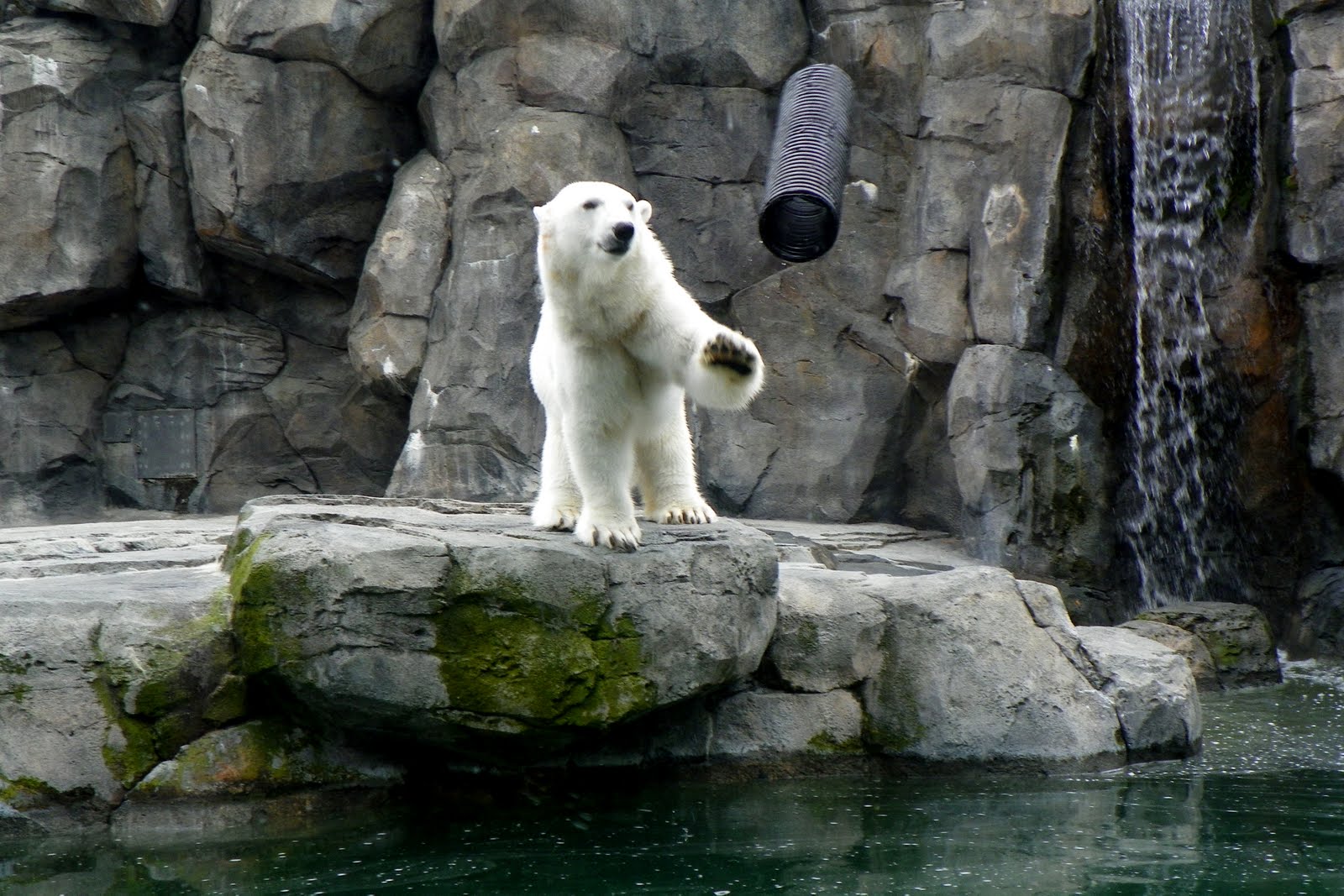 Our Alaska Vacation the Kenai Peninsula The Alaska Zoo