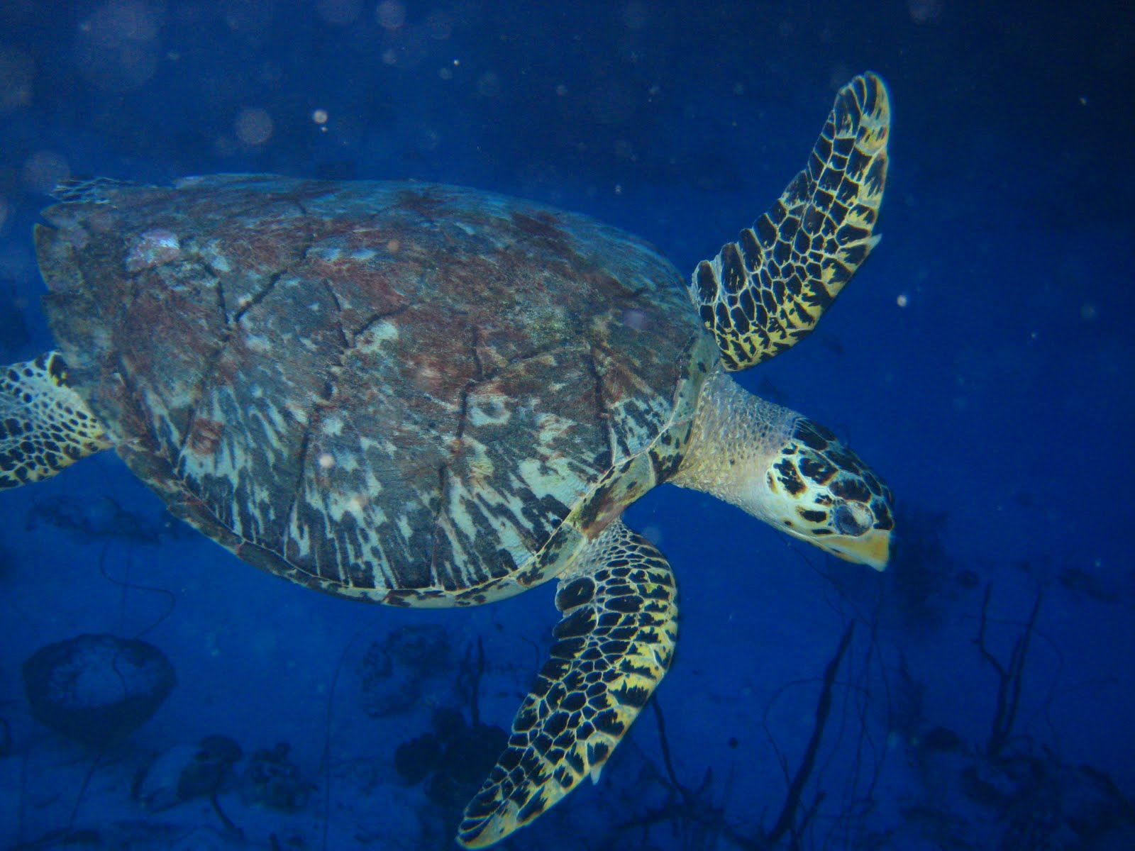 a sea turtle