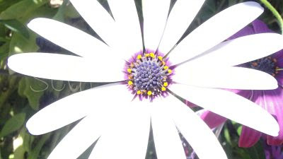 purple African daisy