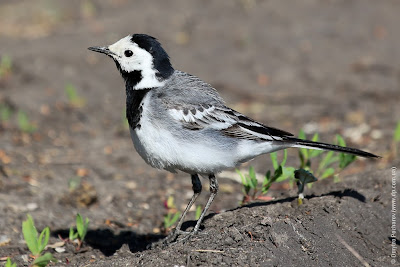 Самец белой трясогузки (Motacilla alba) White Wagtail