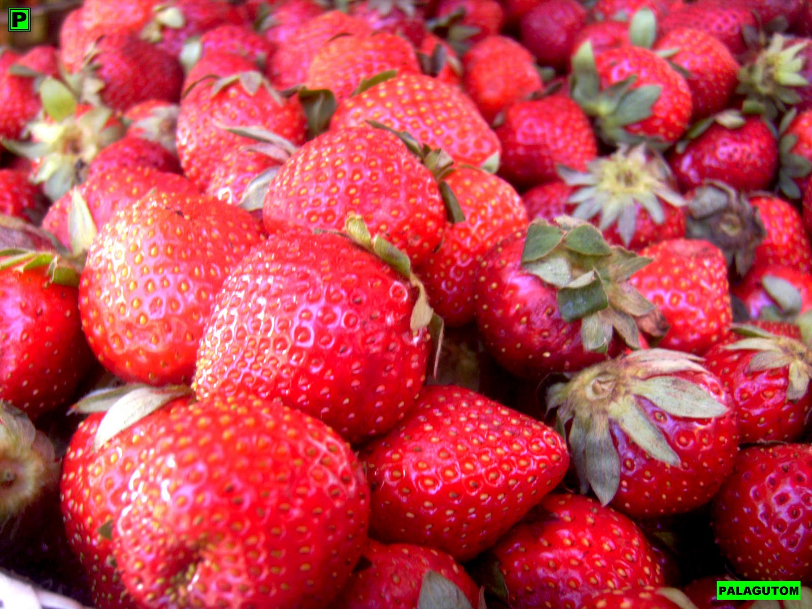 [Baguio] Benguet Strawberries are not Real Berries PALAGUTOM
