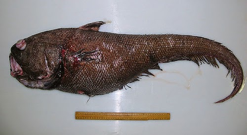 MFS-Strange but TRUE: The RATTAIL aka Grenadier Fish