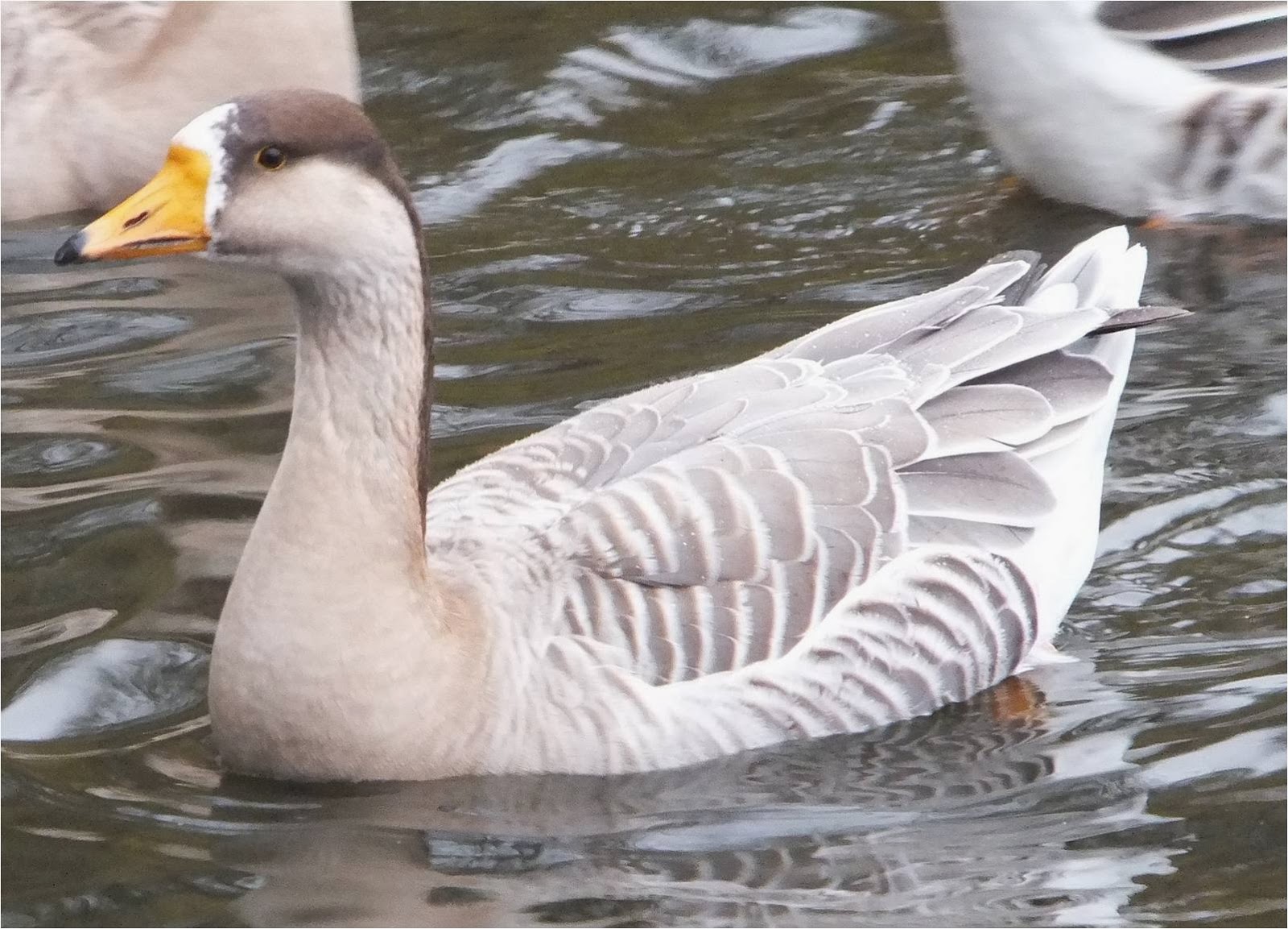 Bird Hybrids Swan Goose x (Barheaded Goose x Snow Goose) trigen