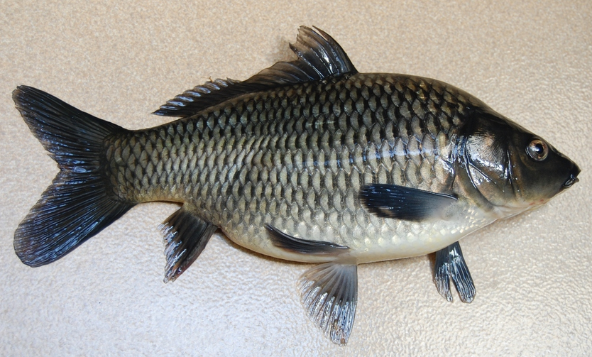 Panduan Lengkap Budidaya Ikan Mas Konsumsi Dzargon