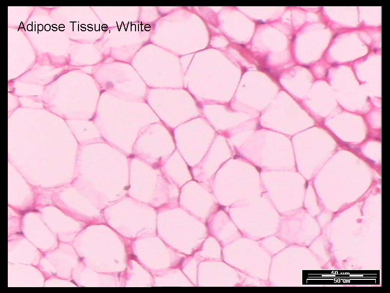 Adipose Tissue Cells