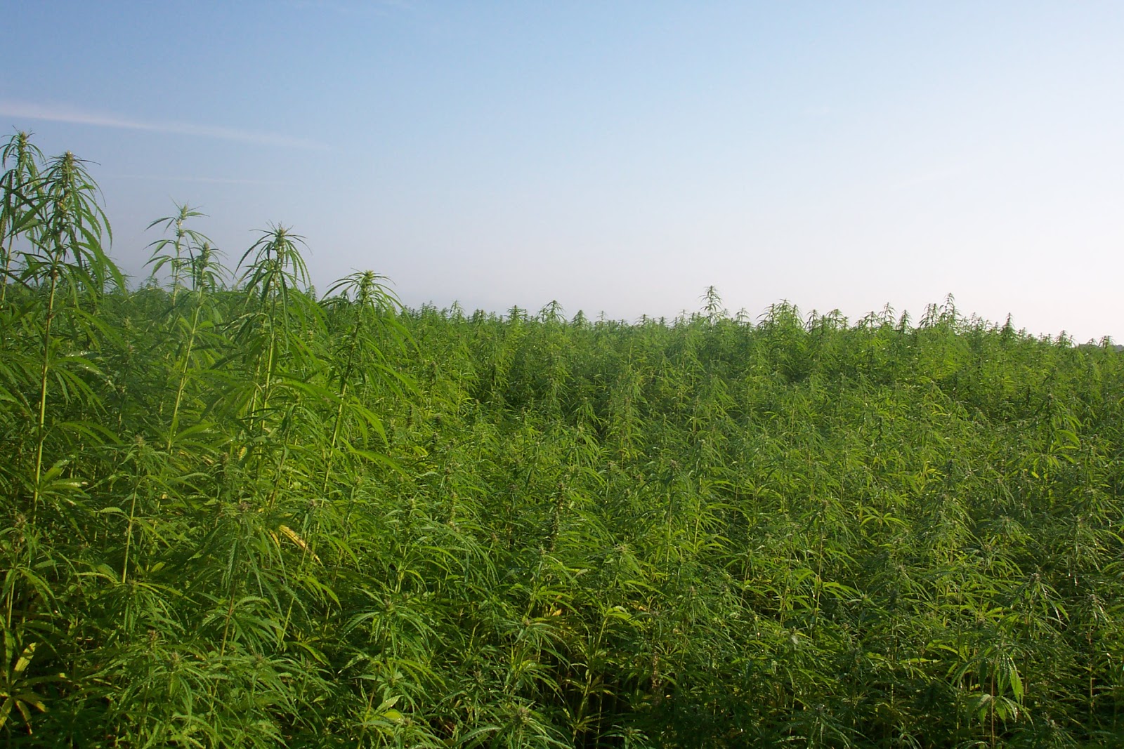 Marijuana+field.jpg