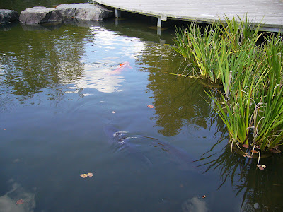 京都府・けいはんな記念公園 水景園の鯉