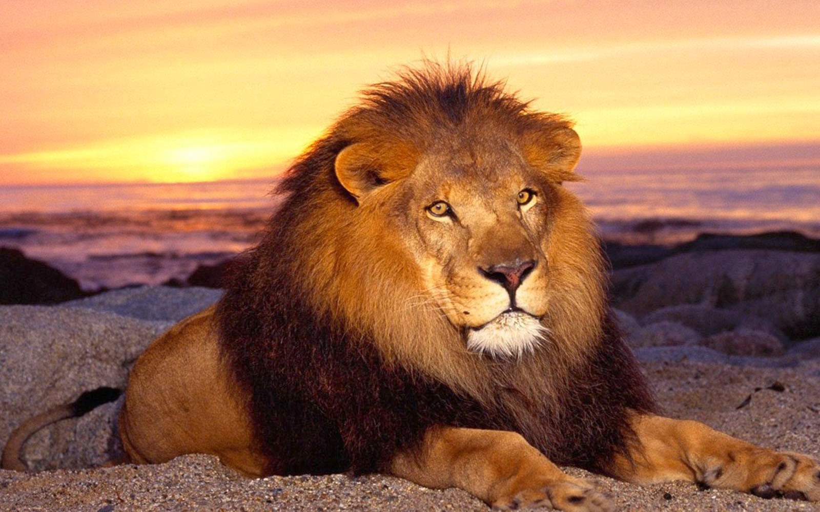wallpapers African Lion Wallpapers wallpapers African Lion Wallpapers