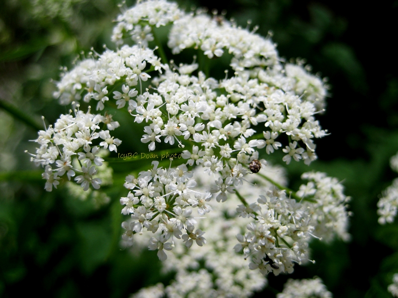 Ceanothus And Hebes At Chickadee Gardens
