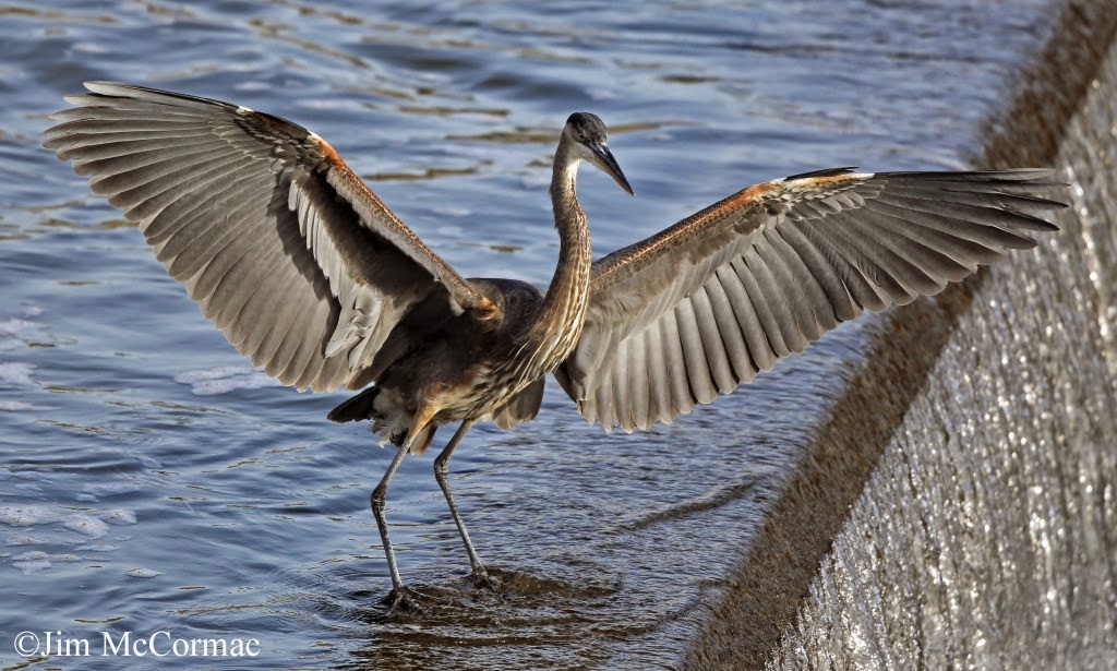 ohio birds and biodiversity february 2015 ohio birds and biodiversity february 2015