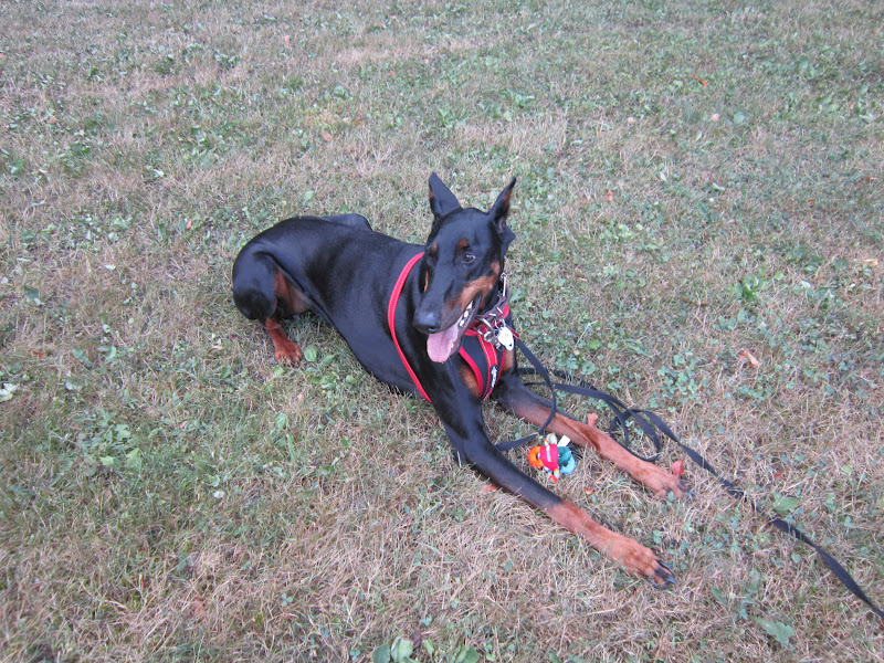 The Elka Almanac Will My Doberman Protect Me?