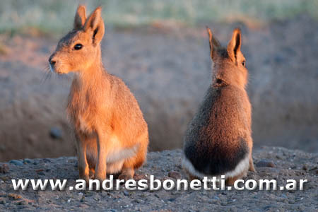 Mara - Patagonian Hare - Península Valdés - Patagonia - Andrés Bonetti