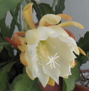 Amarela c/branco- Cactus Orquídea Epiphyllum