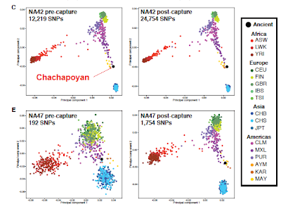 Chacapoya gene analysis