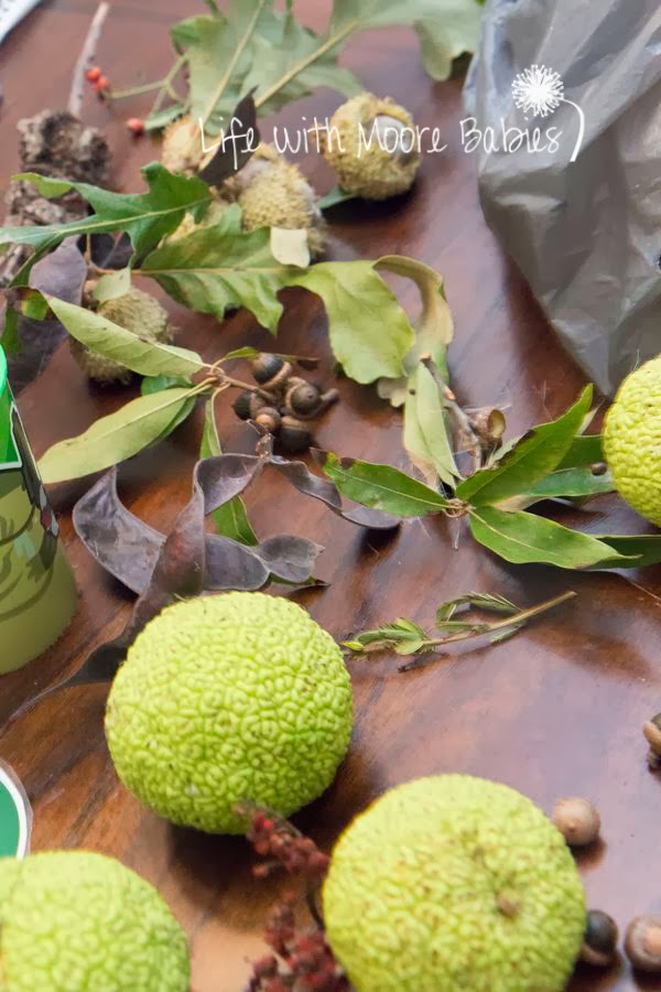 Hedge Apple Flowers Life with Moore Babies