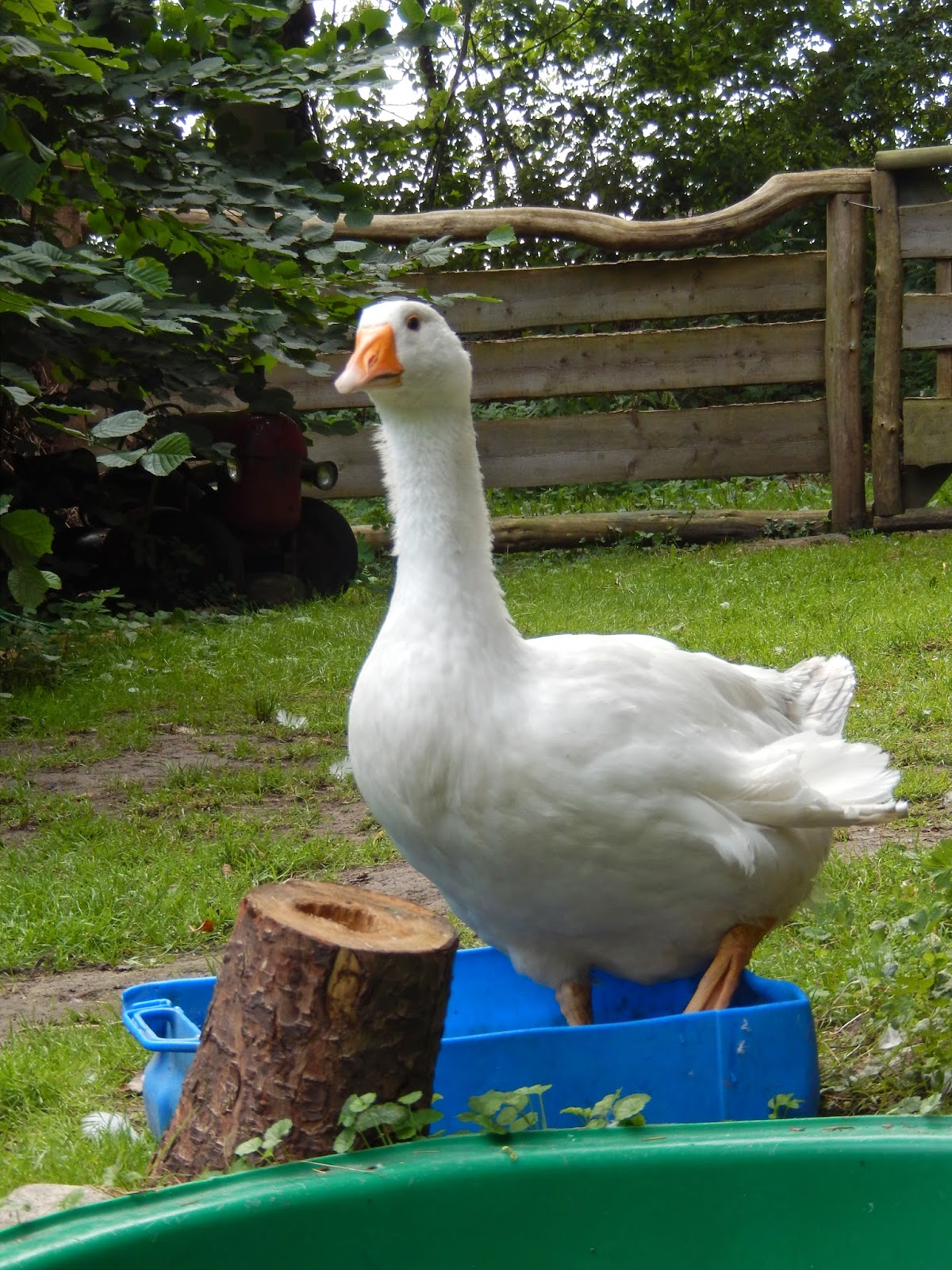 Hannah: een domme gans?
