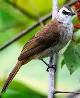 Jenis-Jenis Burung Yang Paling Di Cari Saat Ini Dan Kisaran Harganya Jenis-Jenis Burung Yang Paling Di Cari Saat Ini Dan Kisaran Harganya