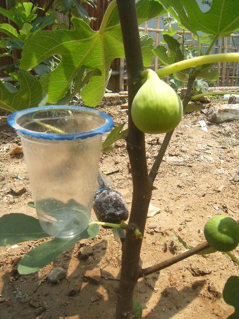 buah tin dan zaitun