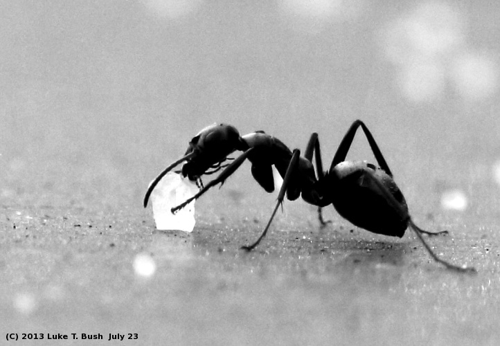 Writog Do Ants Like Sugar?