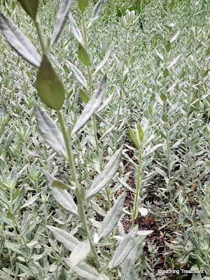 Artemisia.  Probably Artemisia ludoviciana (Silver Wormwood)