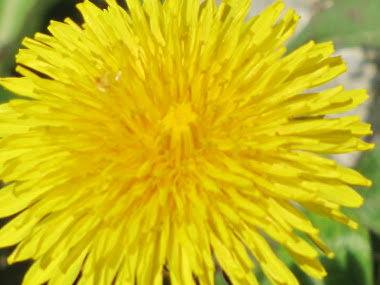 Dandelion