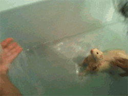 ferret taking a bath, funny animal gifs, funny gifs