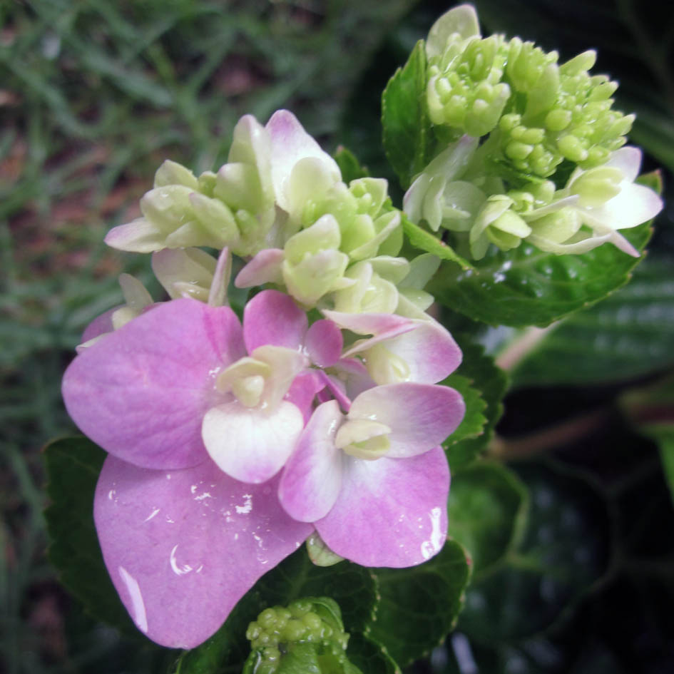 Hydrangea Care And Culture Travaldo S Blog
