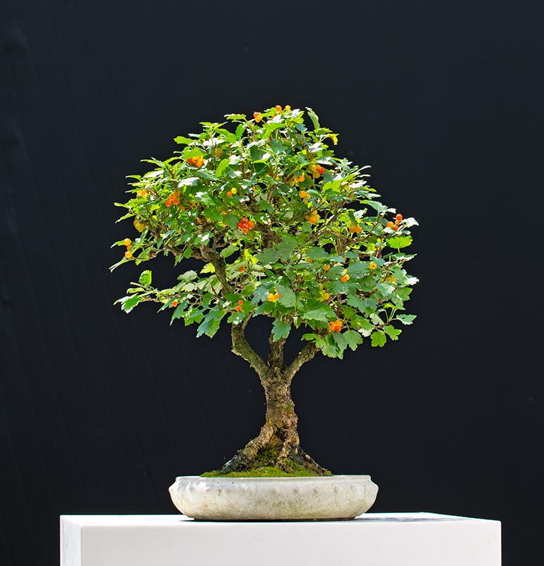 Walter Pall Bonsai Adventures Wild Currant