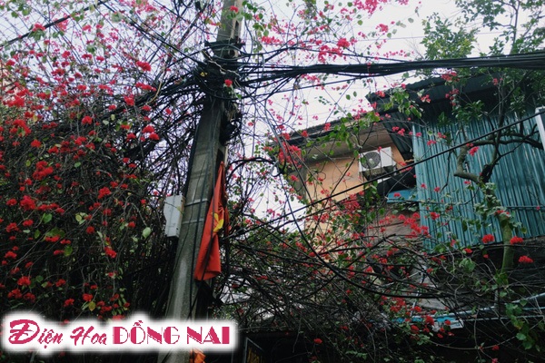 [Image: Do-ruc-nhung-chum-hoa-giay-giua-mua-dong-Ha-Noi-4.jpg]