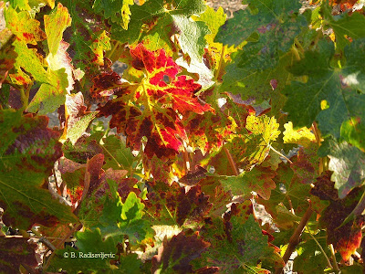 Autumn Grape Leaves from Doce Robles Vineyard, Paso Robles, © B. Radisavljevic