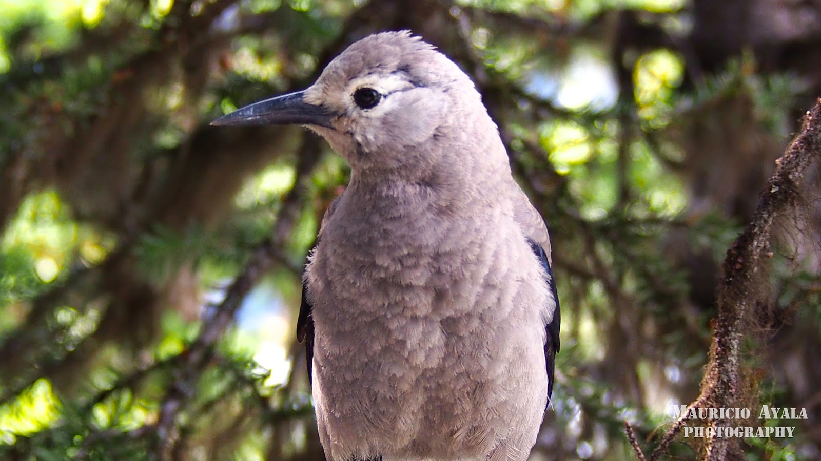 Mauricio Ayala Photography NutCracker Bird Posing for my Camera, Lake
