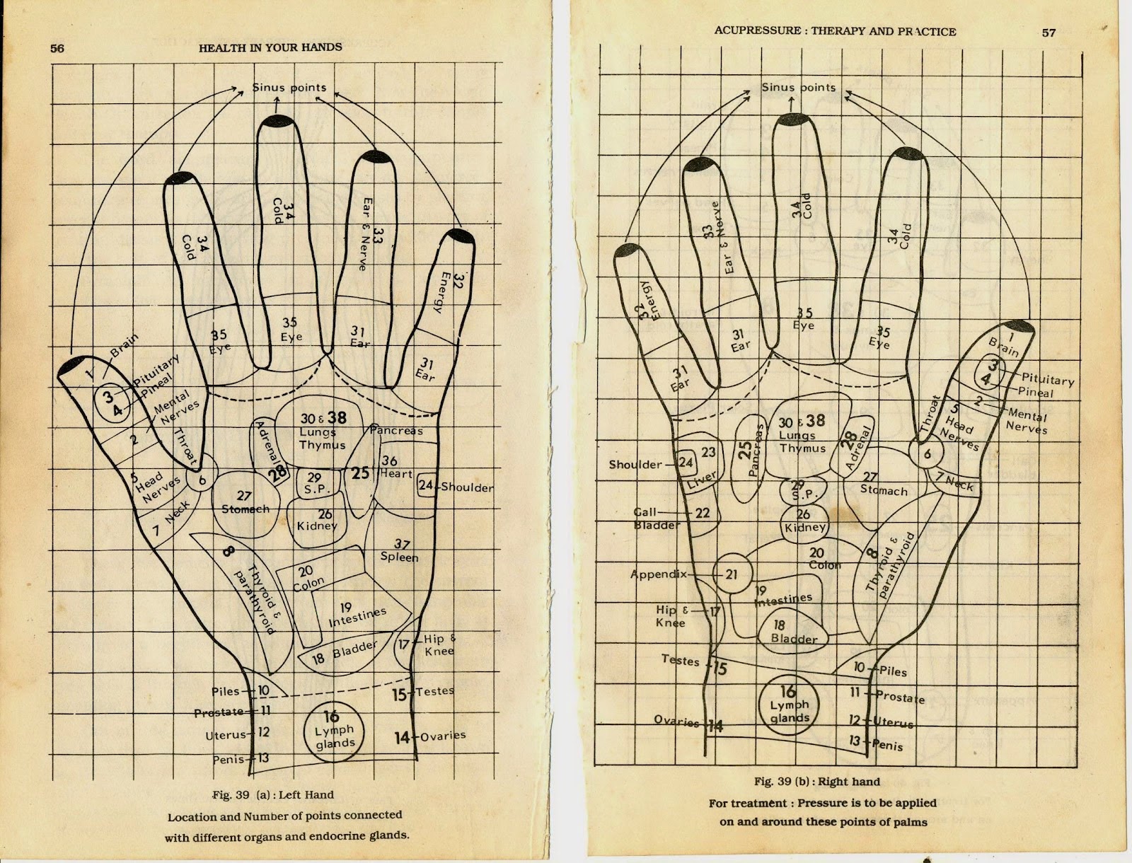 acupuncturepointsintamilpdf13