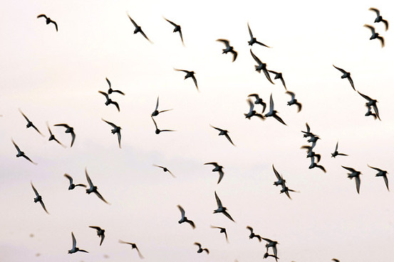 blog background birds