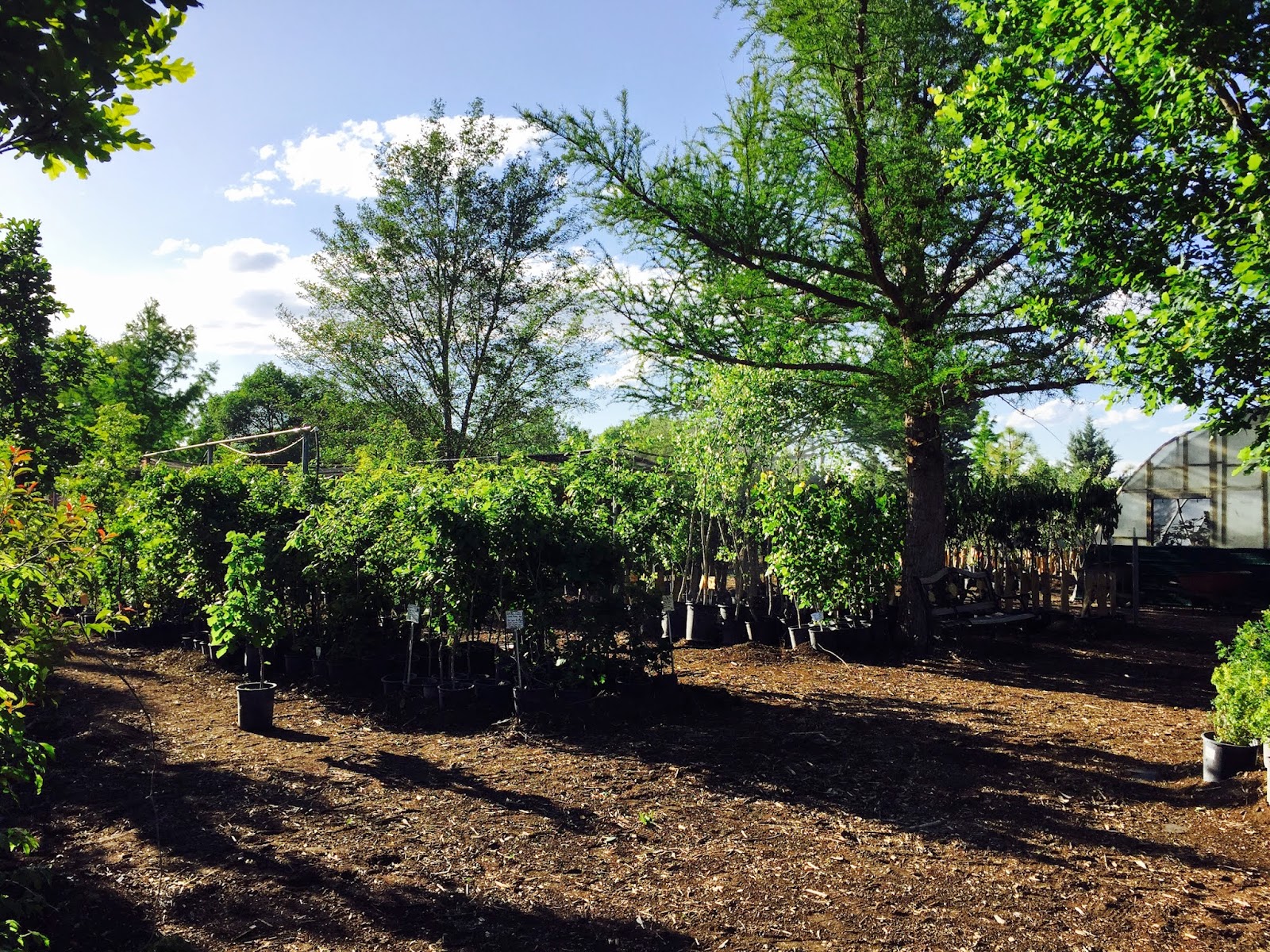 Shop In Comfortable Shade At Trees That Please Nursey