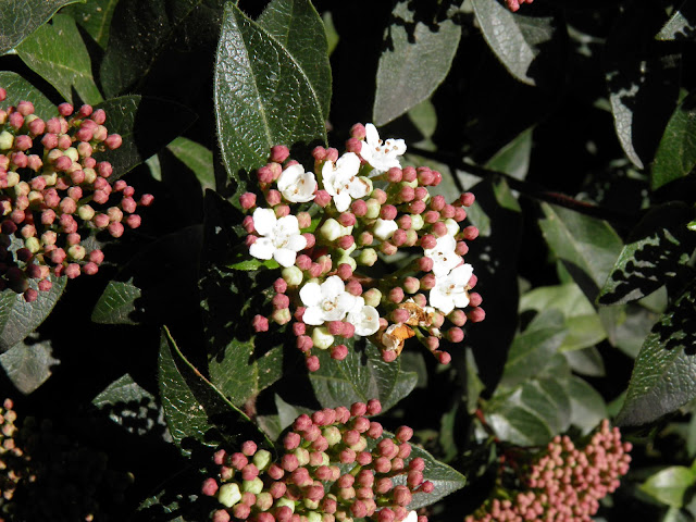 DURILLO - CORIMBOS ABRIENDO SUS FLORES EN FEBRERO