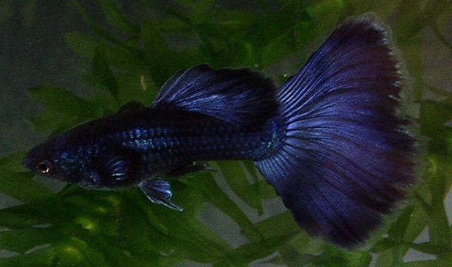 gambar jenis ikan guppy laris info seputar mosaic chilli gambar jenis ikan guppy laris info seputar mosaic chilli
