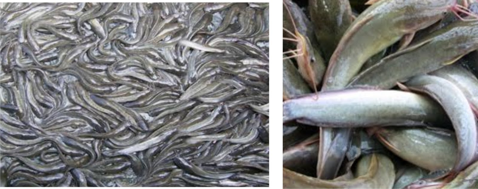 pusat penjualan bibit ikan pusat penjualan bibit ikan