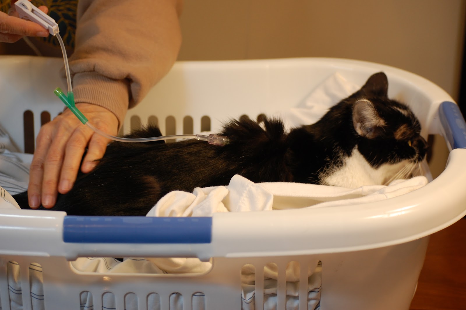 How To Give Drip To Cat at Alejandro Brown blog