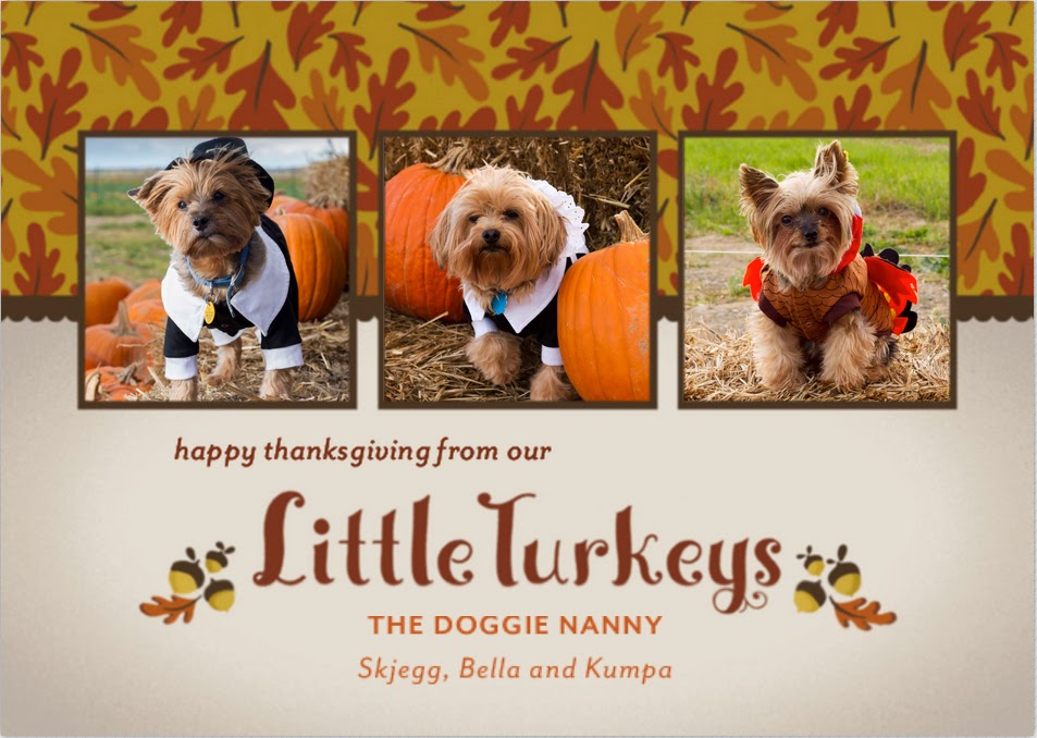 Long Island Dog Boarding