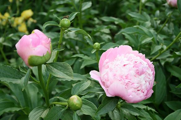 Susan S Blog Lilac Time