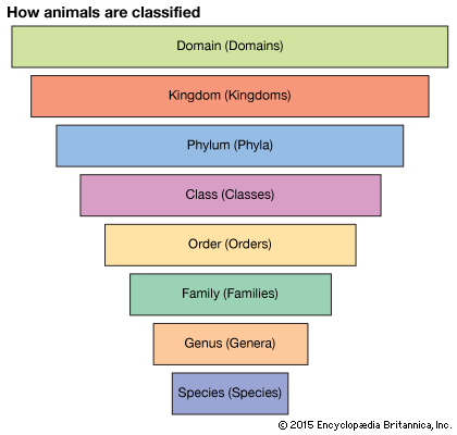classification taxonomy taxonomic organisms biology bacteria taxa level units which