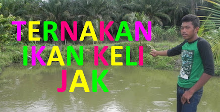 Ternakan Ikan Keli Jak