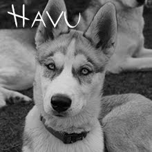 Havu