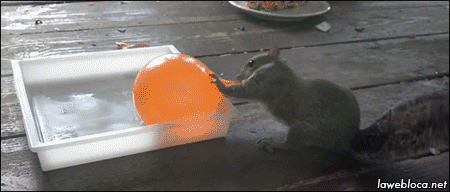 Funny animal gifs - part 115 (10 gifs), squirrel vs water balloon