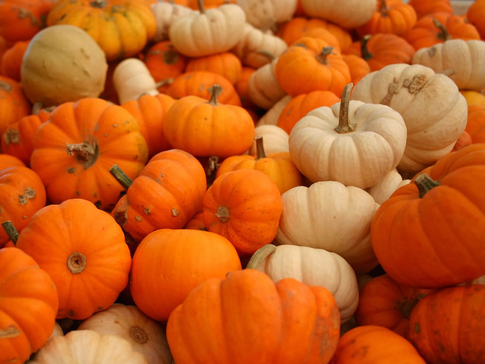 wallpapers: Pumpkin Wallpapers